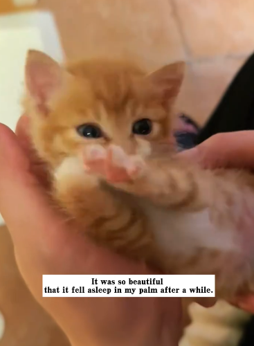 C1311002_found poor little cat lying motionless in corner its pitiful_part2