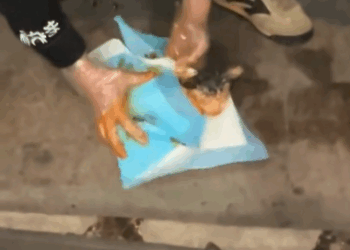 C1311003_found stray cat in garbage bin! It was covered all over_part2