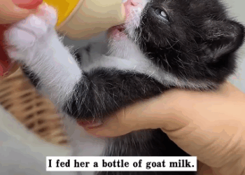 C1311004_found kitten trapped in sewer. She kept crying help. de…_part2