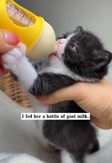 C1311004_found kitten trapped in sewer. She kept crying help. de…_part2