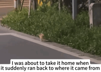 C0511003_What did spot on my way back night #animals #kitty #cat #rescu…_part2