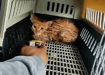 C1311005_saw drowning cat screaming help desperately. It was strugglin…_part2