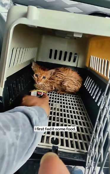 C1311005_saw drowning cat screaming help desperately. It was strugglin…_part2