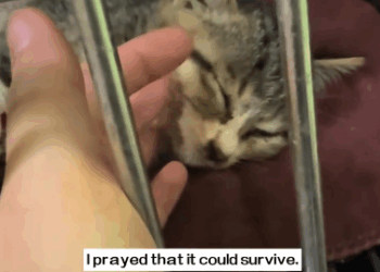 C1311006_saw stray cat being bullied by pack of stray dogs immediate…_part2