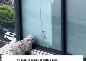 C1311008_found cat outside window on 29th floor. It raining outs…_part2