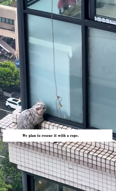 C1311008_found cat outside window on 29th floor. It raining outs…_part2