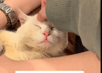 C1311009_found stray cat injured leg. It been fighting to survive…_part2