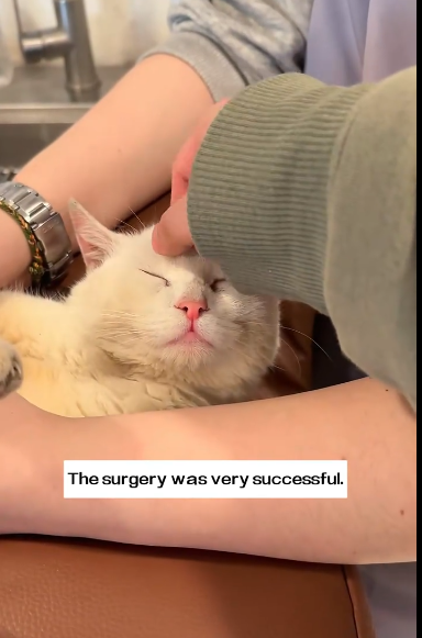 C1311009_found stray cat injured leg. It been fighting to survive…_part2