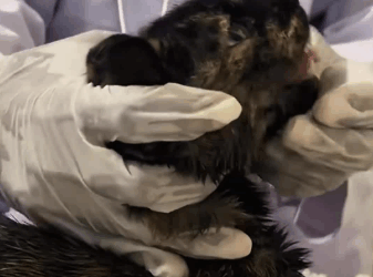 C1311010_saw mother cat lying completely still, as if it had no life left…._part2