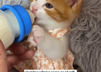 C1311011_small cat was darting between cars, so rushed over to save it, an…_part2