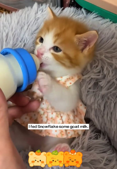 C1311011_small cat was darting between cars, so rushed over to save it, an…_part2