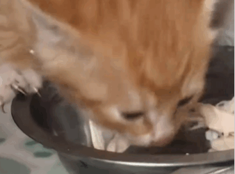 C1311012_saw kitten being abandoned, it was chasing car on road…._part2