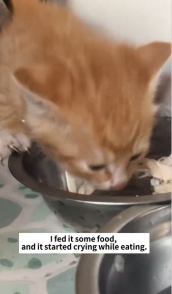 C1311012_saw kitten being abandoned, it was chasing car on road…._part2