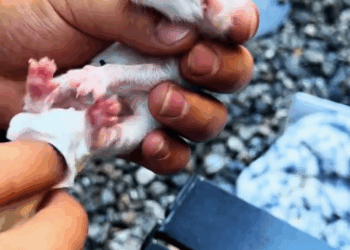 C1311013_On rainy day,I saw mother cat giving birth to kitten.The kitten w…_part2