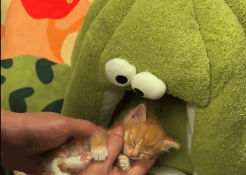 C1311014_found kitten abandoned in muddy puddle by road! He tried to…_part2