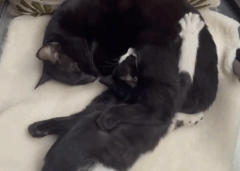 C0511004_My heart went out when found kitten in heavy rain #fyp #an…_part2