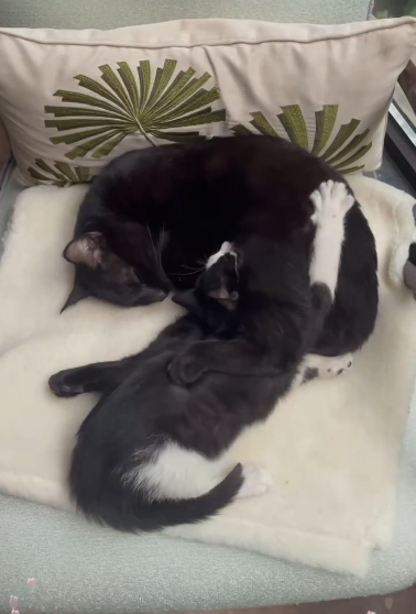 C0511004_My heart went out when found kitten in heavy rain #fyp #an…_part2