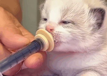 C1311015_saw few kittens meowing around their mother cat.The mother cat is…_part2