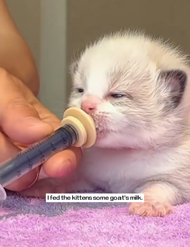 C1311015_saw few kittens meowing around their mother cat.The mother cat is…_part2