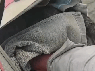 C1311016_found group of kittens huddled around their mother cat by roa…_part2