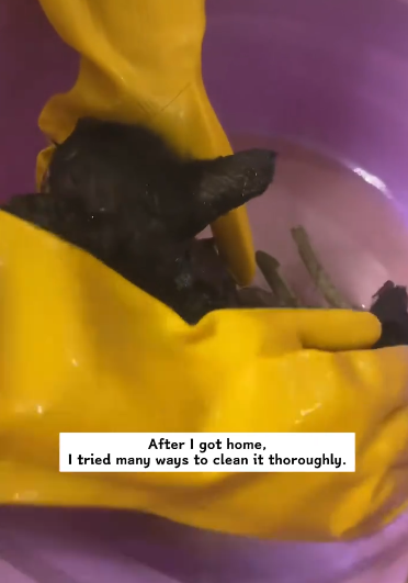 C1311017_saw very dirty stray cat outside window.It been wandering a…_part2