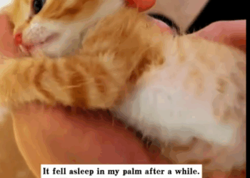 C1311018_found stray cat on rainy day.It was about to be submerged by th…_part2