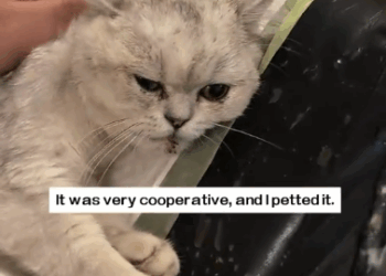 C1311019_found stray cat drinking rainwater,It got splashed all over by_part2