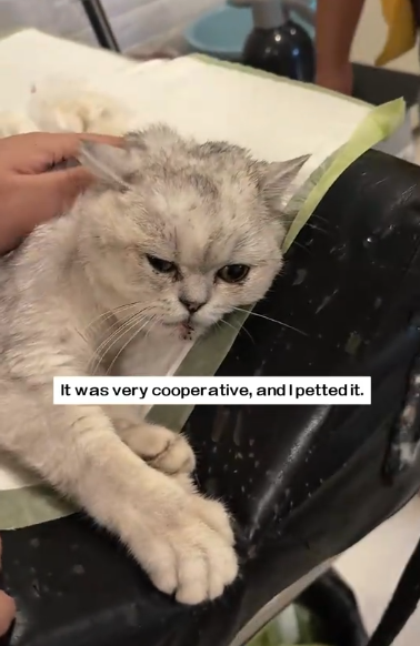 C1311019_found stray cat drinking rainwater,It got splashed all over by_part2