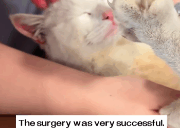 C1311020_found an injured stray cat.It so pitiful. ve decided to take it…_part2