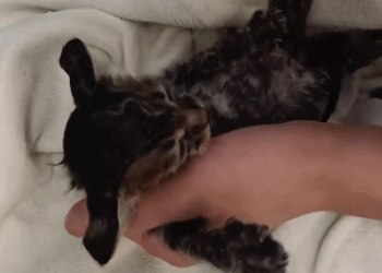 C1311022_spotted small cat on expressway.It seemed very scared.I caugh…_part2