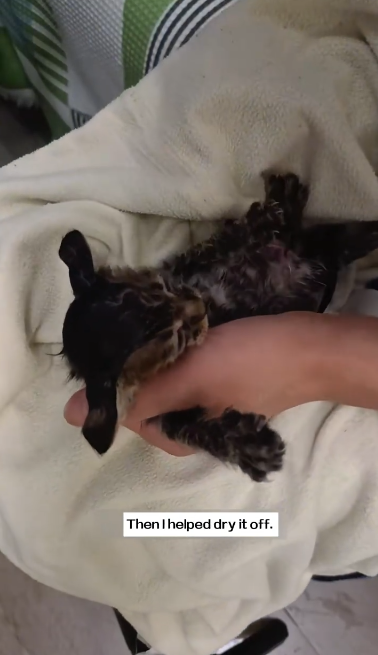 C1311022_spotted small cat on expressway.It seemed very scared.I caugh…_part2