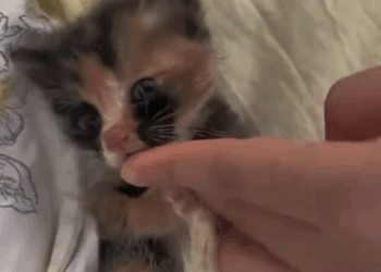 C1311023_stray cat is on verge of losing its life in heavy rain. It_part2