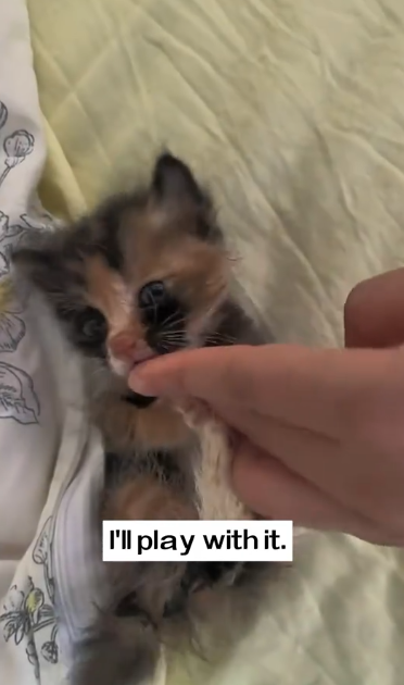 C1311023_stray cat is on verge of losing its life in heavy rain. It_part2