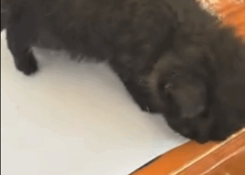 C1311024_found stray cat in wild, it all dirty.I took it home an…_part2