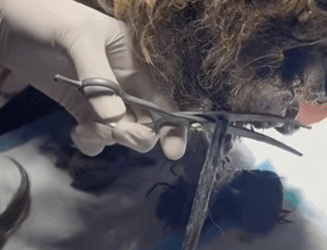 C1311026_found stray dog had been shot by an arrow.It was searching e…_part2