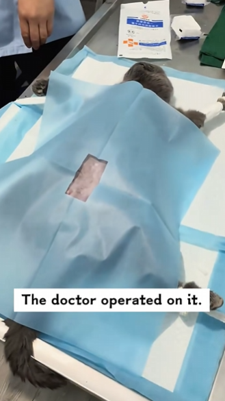 C1311027_saved an injured stray cat, but to my utter surprise #rescue #anima…_part2