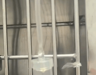 C1311028_found stray cat whose whole body was dyed. decided to take it t…_part2