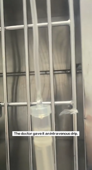 C1311028_found stray cat whose whole body was dyed. decided to take it t…_part2