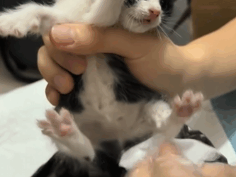 C1311029_One night, little cat came to me help.It so pitiful.I decided…_part2