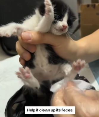 C1311029_One night, little cat came to me help.It so pitiful.I decided…_part2