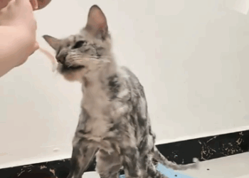 C1311030_found very thin stray cat.It is looking food everywhere.I dec…_part2