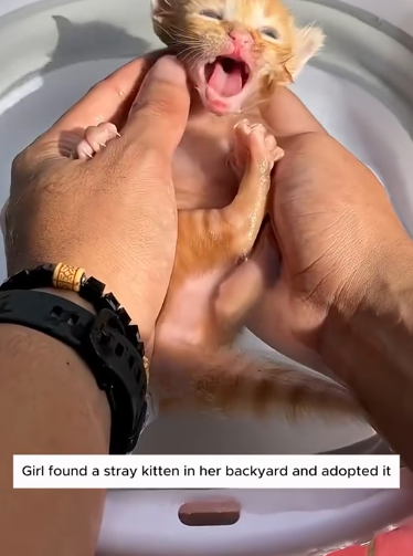 C1411001_Girl found stray kitten in her backyard adopted it #animal #ani…_part2