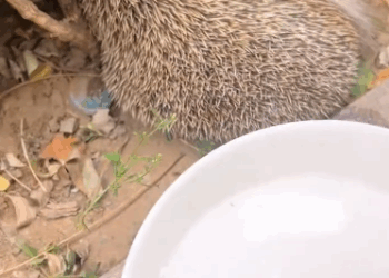 C1411002_Man rescued hedgehog stuck in fence gave it wonderful home #a…_part2