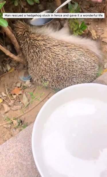 C1411002_Man rescued hedgehog stuck in fence gave it wonderful home #a…_part2