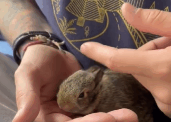 C1411003_couple rescued poor baby rabbit weasel #animal #animalsofti…_part2