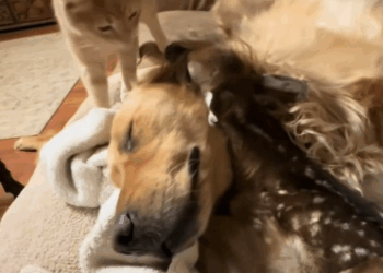 C1411004_rescued drowning baby deer my dog adopted it #animal #animals…_part2