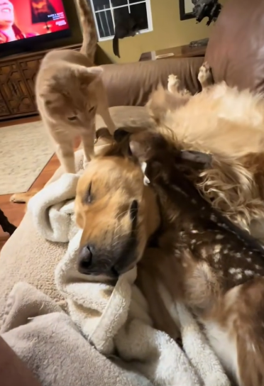 C1411004_rescued drowning baby deer my dog adopted it #animal #animals…_part2