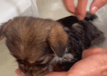 C0311003_Rescue poor puppy. #rescue #rescueanimals #animals #animalsoftiktok_part2