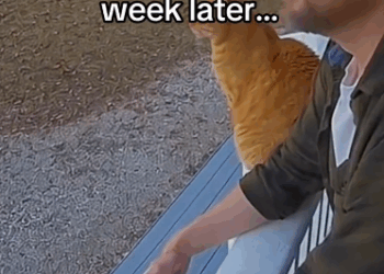 C0511006_saved him so she could save her #wholesome #animals_part2