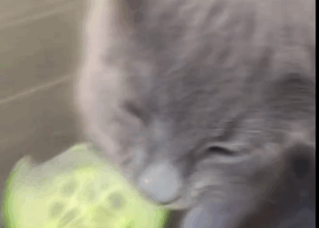 C1411007_couple rescued kitten stuck under their car adopted it #an…_part2